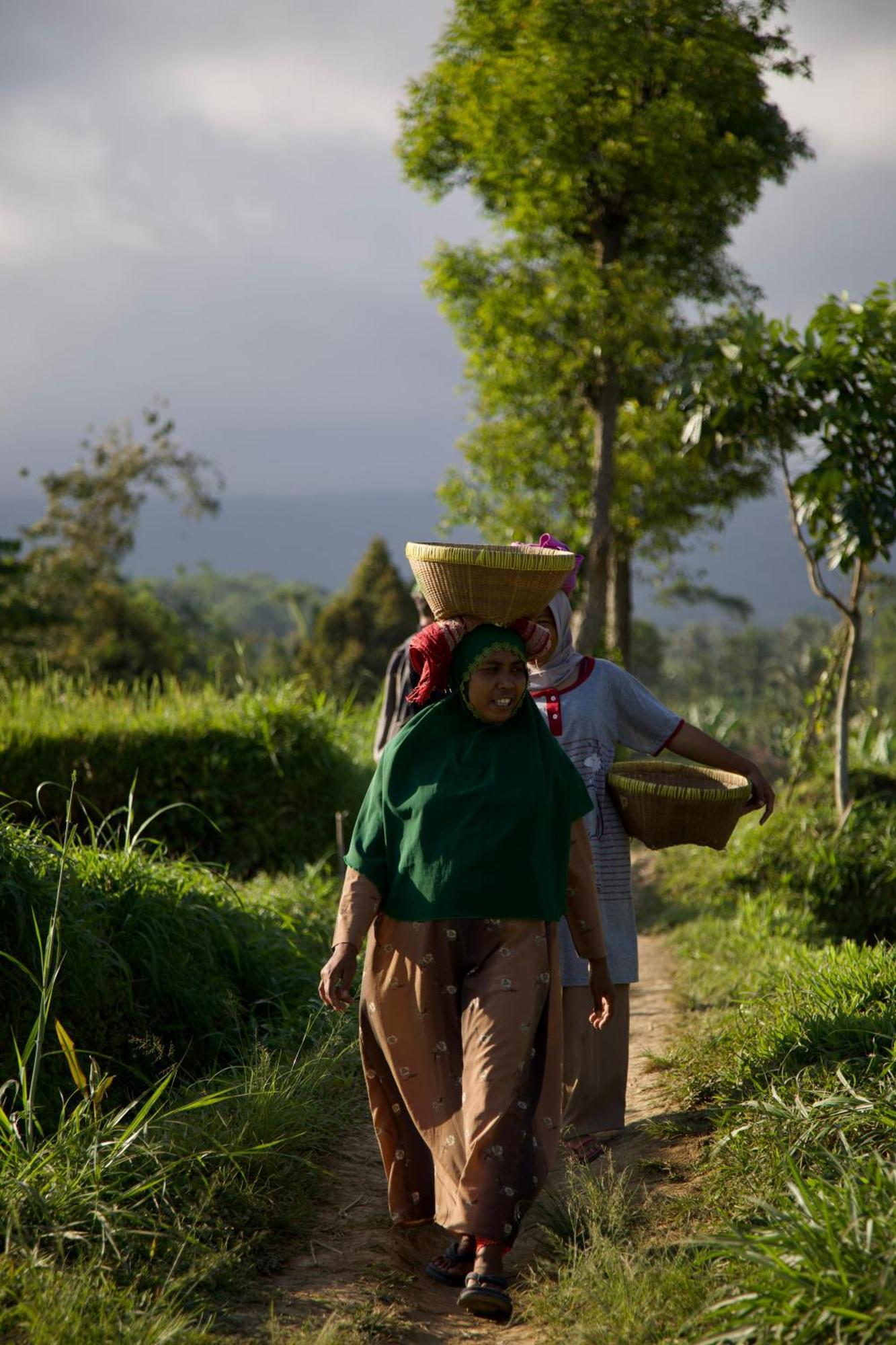 Green Haven Homestay Tetebatu Exteriér fotografie
